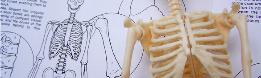 31.10 & 01.11.2015 | Yoga-Anatomie mit Lilla Wuttich