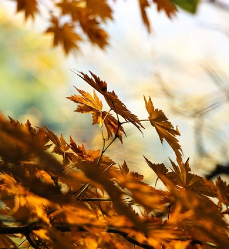 autumn-507544_640